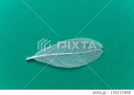 緑背景に美しい白い葉脈 スケルトンリーフ 緑背景に美しい白い葉脈 スケルトンリーフ 130213408