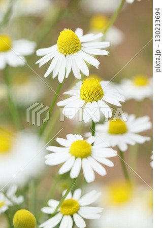 ジャーマンカモミール 130213694