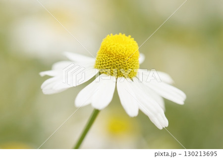 ジャーマンカモミール 130213695