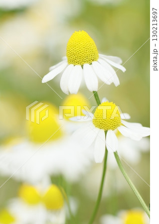 ジャーマンカモミール 130213697