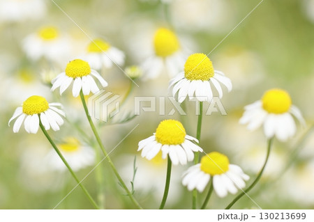 ジャーマンカモミール 130213699