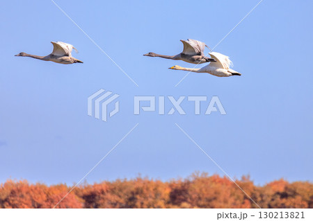 北海道むかわ町、秋空を飛ぶハクチョウ【10月】 北海道むかわ町、秋空を飛ぶハクチョウ【10月】 130213821