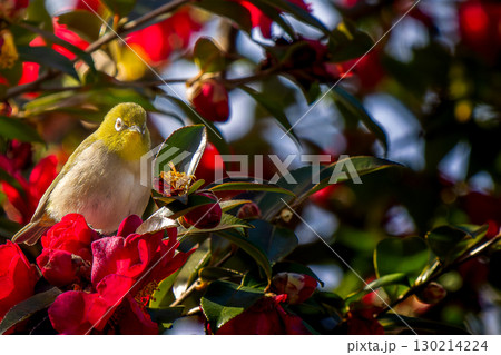 枝にとまるメジロ 130214224