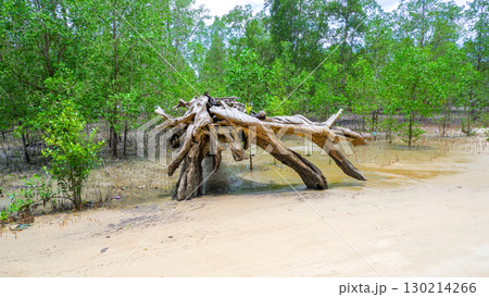 Large Weathered Driftwood on Mangrove Forest Beach Large Weathered Driftwood on Mangrove Forest Beach 130214266