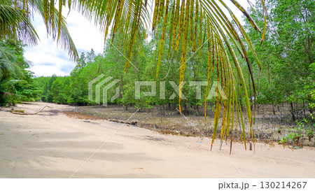 Tropical Beach Landscape with Mangrove Forest Tropical Beach Landscape with Mangrove Forest 130214267