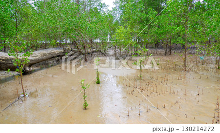 Young Mangrove Trees and Fallen Log in Mudflats Young Mangrove Trees and Fallen Log in Mudflats 130214272