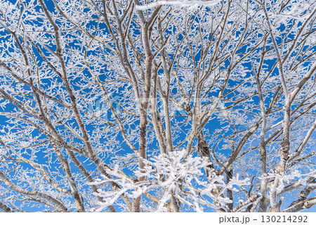 見上げると美しい霧氷と青空 130214292