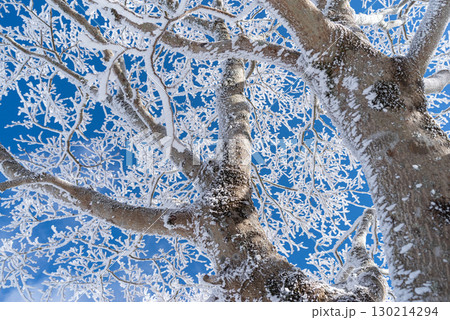 見上げると美しい霧氷と青空 見上げると美しい霧氷と青空 130214294