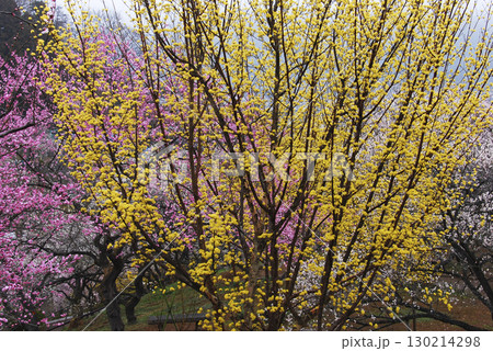 東京都青梅市梅の公園（2008年） 130214298