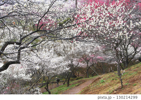 東京都青梅市梅の公園(2008年) 東京都青梅市梅の公園(2008年) 130214299