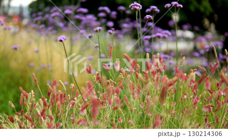 Yellow, green and red wildflowers and grass. Yellow, green and red wildflowers and grass. 130214306