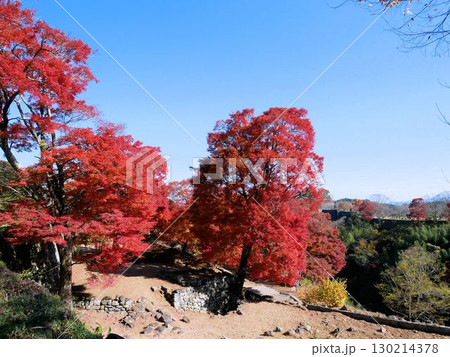 岡城跡の石垣と赤い紅葉　（大分県竹田市） 130214378