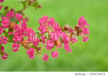 サルスベリの花 130214421