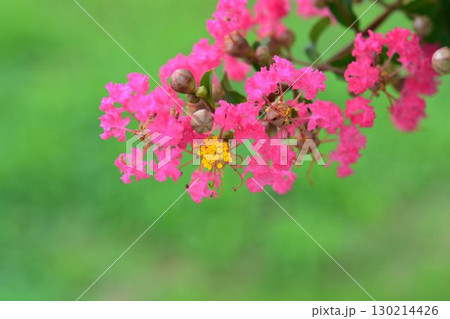 サルスベリの花 130214426