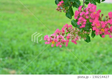 サルスベリの花 130214427