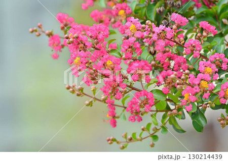 サルスベリの花 130214439