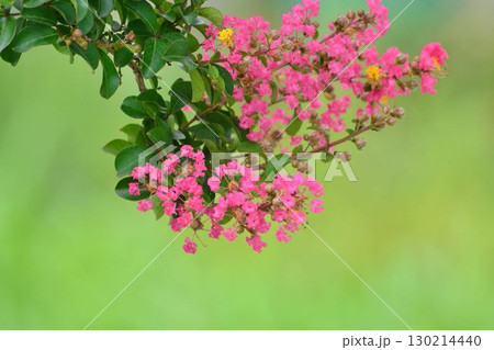 サルスベリの花 130214440