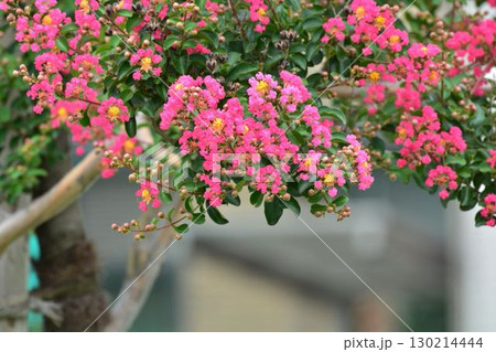 サルスベリの花 130214444