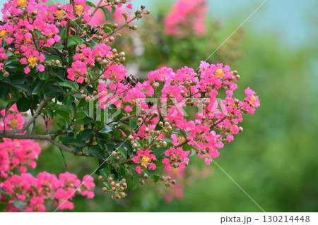 サルスベリの花 130214448