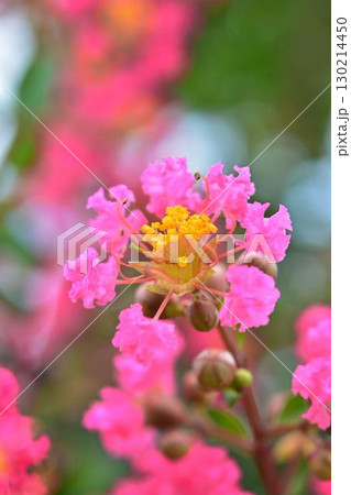 サルスベリの花 130214450