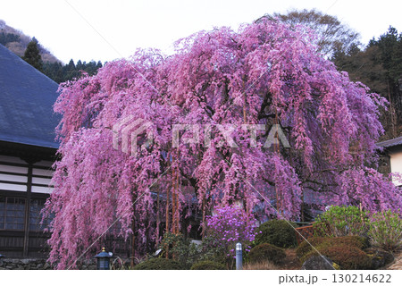 群馬県甘楽町　宝積寺の枝垂れ桜 130214622