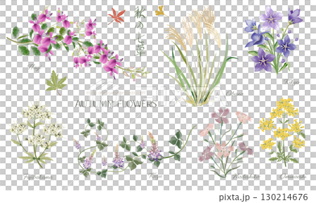 Watercolor illustration set of the seven herbs of autumn 130214676