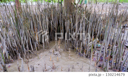 Dense Pneumatophore Roots of Mangrove Trees at Belo Beach 130214679