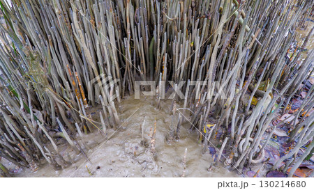 Dense Pneumatophore Roots of Mangrove Trees at Belo Beach 130214680