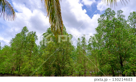 Lush Mangrove Forest Canopy Against a Blue Sky 130214683