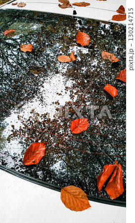 Fallen autumn leaves decorating a car's rear window in bohemian paradise Fallen autumn leaves decorating a car's rear window in bohemian paradise 130214715