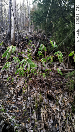 Young hornbeam growing in tupadly forest during springtime. In april Young hornbeam growing in tupadly forest during springtime. In april 130214730