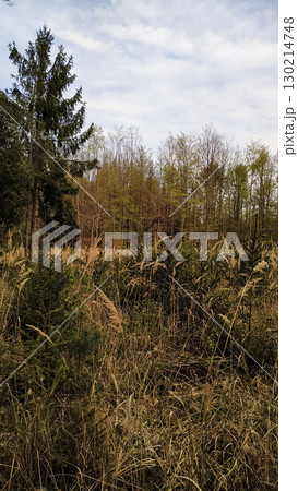 Wild grasses growing in field near forest in tupadly, czech republic. In april 130214748