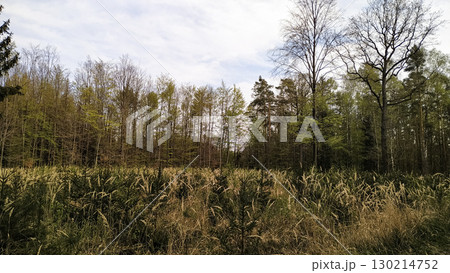 Young spruce saplings growing in tall grass near forest edge in tupadly, czech republic. In april Young spruce saplings growing in tall grass near forest edge in tupadly, czech republic. In april 130214752