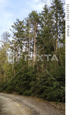 Gravel road entering lush forest in tupadly, czech republic. In april Gravel road entering lush forest in tupadly, czech republic. In april 130214753