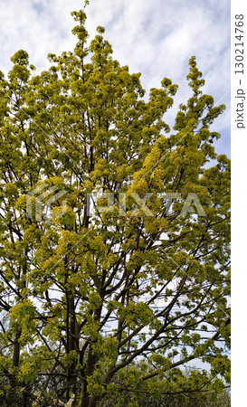 Norway maple tree blooming in spring, tupadly, czech republic. In april Norway maple tree blooming in spring, tupadly, czech republic. In april 130214768