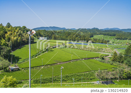 掛川市の彗星発見の丘公園周辺の茶畑の風景(静岡県) 130214920