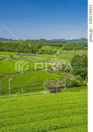 掛川市の彗星発見の丘公園周辺の茶畑の風景(静岡県) 130214921
