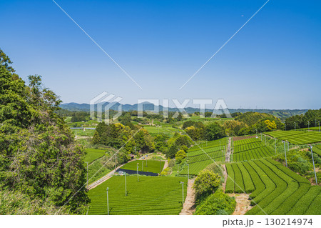 掛川市の彗星発見の丘公園周辺の茶畑の風景(静岡県) 掛川市の彗星発見の丘公園周辺の茶畑の風景(静岡県) 130214974
