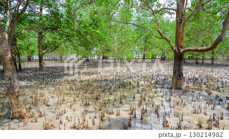 Expansive Mangrove Forest with Mudflats and Pneumatophore Roots 130214982