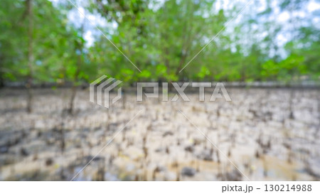 Abstract Blurred Low-Angle View of a Mangrove Forest 130214988