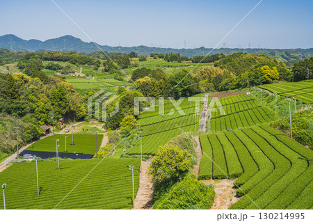 掛川市の彗星発見の丘公園周辺の茶畑の風景(静岡県) 掛川市の彗星発見の丘公園周辺の茶畑の風景(静岡県) 130214995