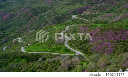 A high-angle view captures a winding, serpentine road snaking through the lush green hills of Somiedo Natural Park, Spain.  130215155