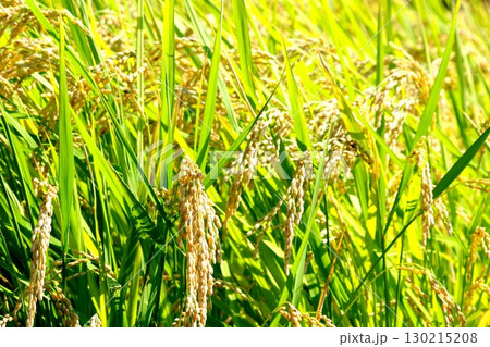 収穫間近の稲穂 130215208