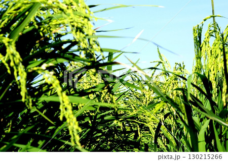 風に揺れる稲穂 130215266