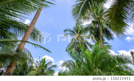 Low-Angle View of Tropical Palm Trees Against a Blue Sky 130215451