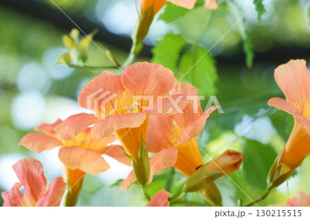 背景に玉ボケを入れたノウゼンカズラ 130215515