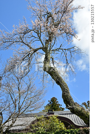 京都大原三千院 京都大原三千院 130215557