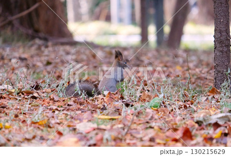 落ち葉の中で立ち止まるエゾリス 落ち葉の中で立ち止まるエゾリス 130215629