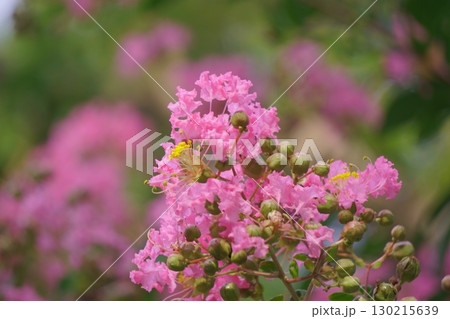 夏のピンクの花　サルスベリの花 130215639