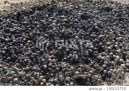 腐った玉ねぎ 130215718